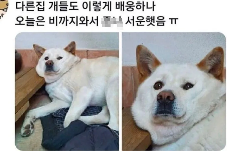 반려견한테 서운함 느낌_1.webp