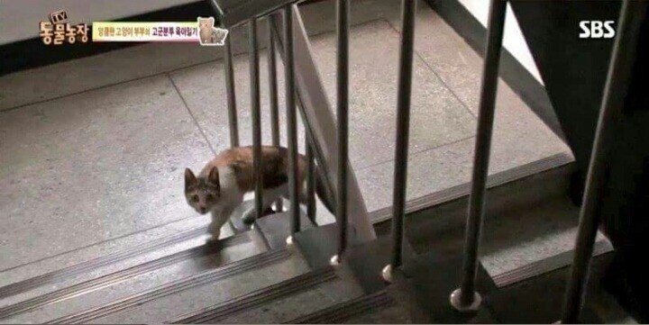 당황한 동물농장 PD_8.jpg