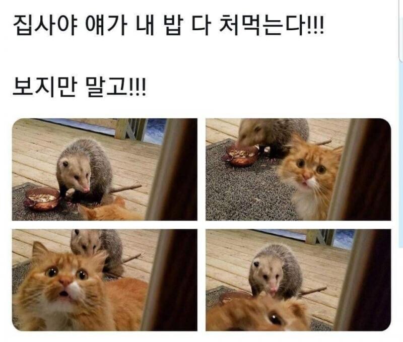 담당일진이 생겨버린 야옹이.jpg_1.jpg