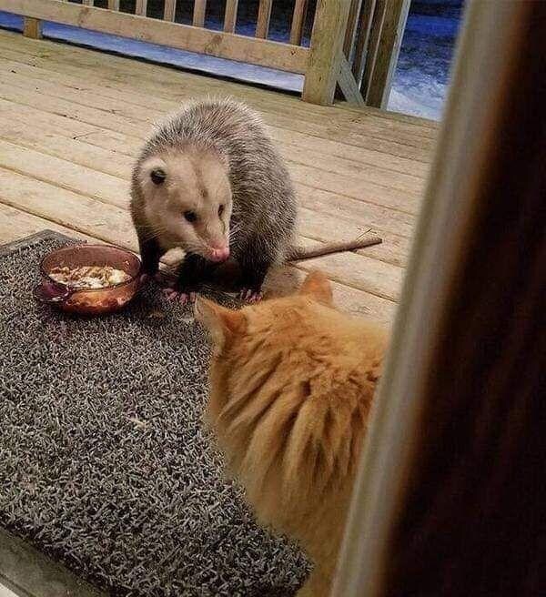 담당일진이 생겨버린 야옹이.jpg_2.jpg