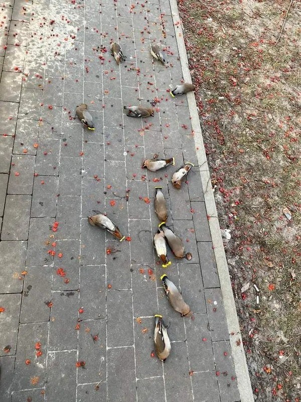 술에 취해서 잠든 새들_1.jpg