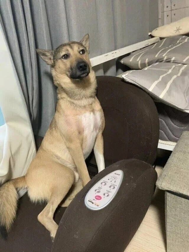 외출 후 댕댕이 표정..jpg_3.jpg