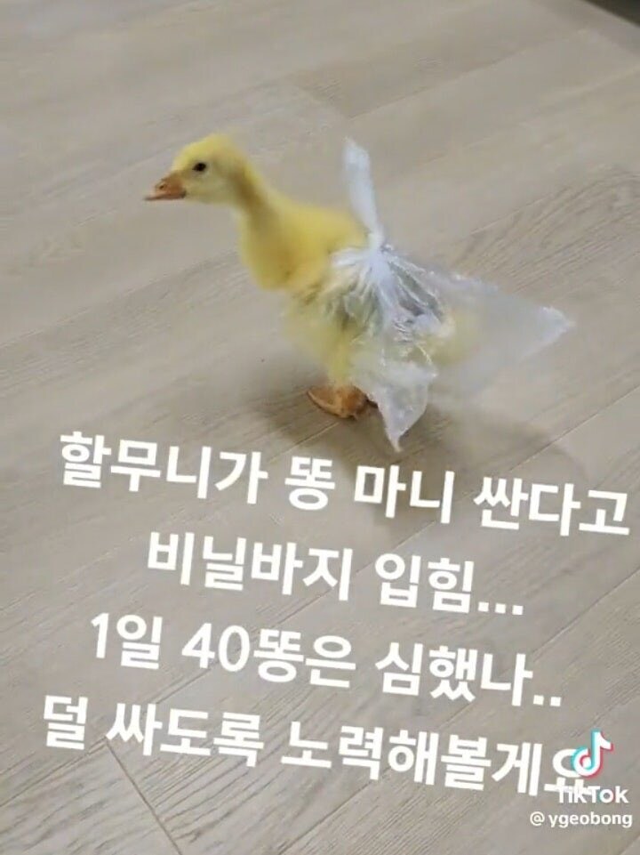똥 많이 싸는 애기 오리를 위한 할머니의 특단의 조치.jpg_1.jpg