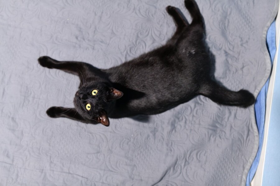 우리집 검은 똥괭이 10_3.jpg