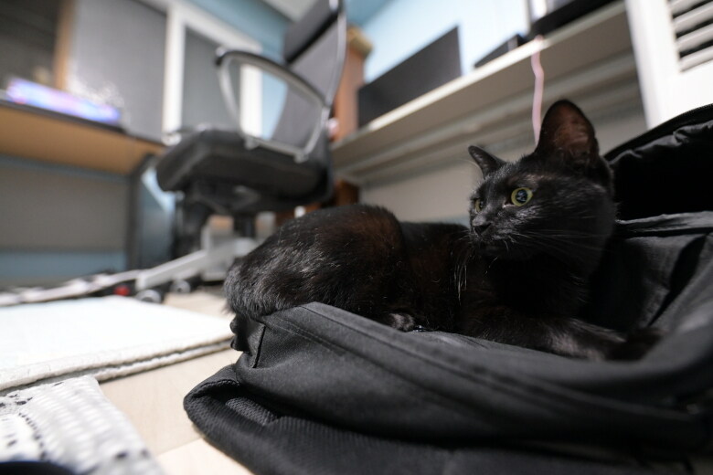 우리집 검은 똥괭이 10_7.jpg