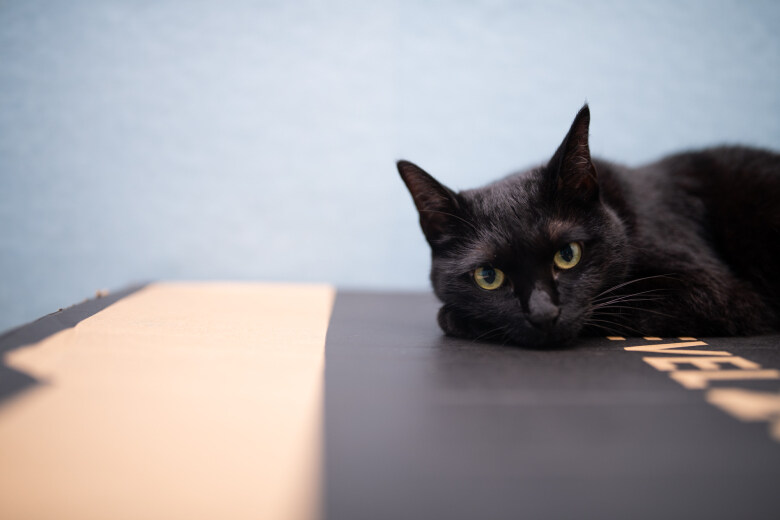 우리집 검은 똥괭이 10_9.jpg