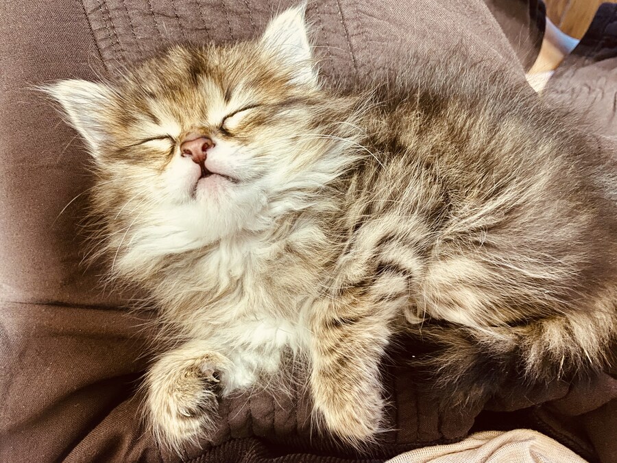 고양이 확대.jpg_1.jpg