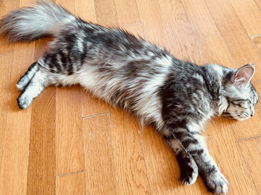 고양이 확대.jpg_9.jpg