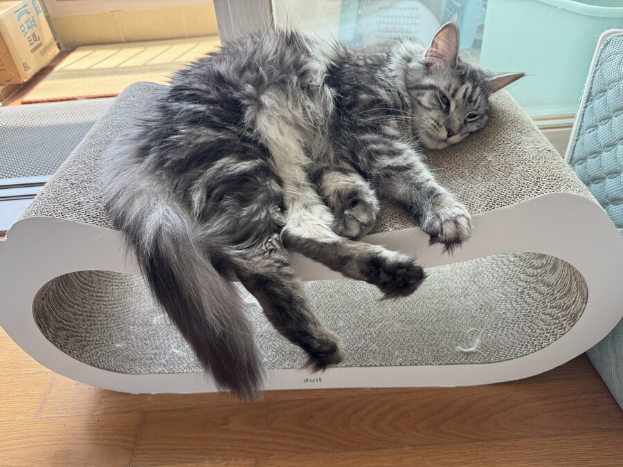 고양이 확대.jpg_10.jpg