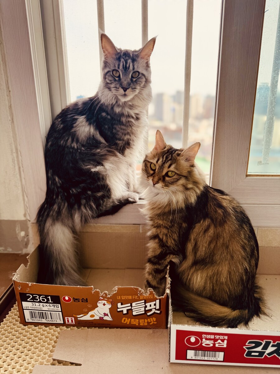 고양이 확대.jpg_11.jpg