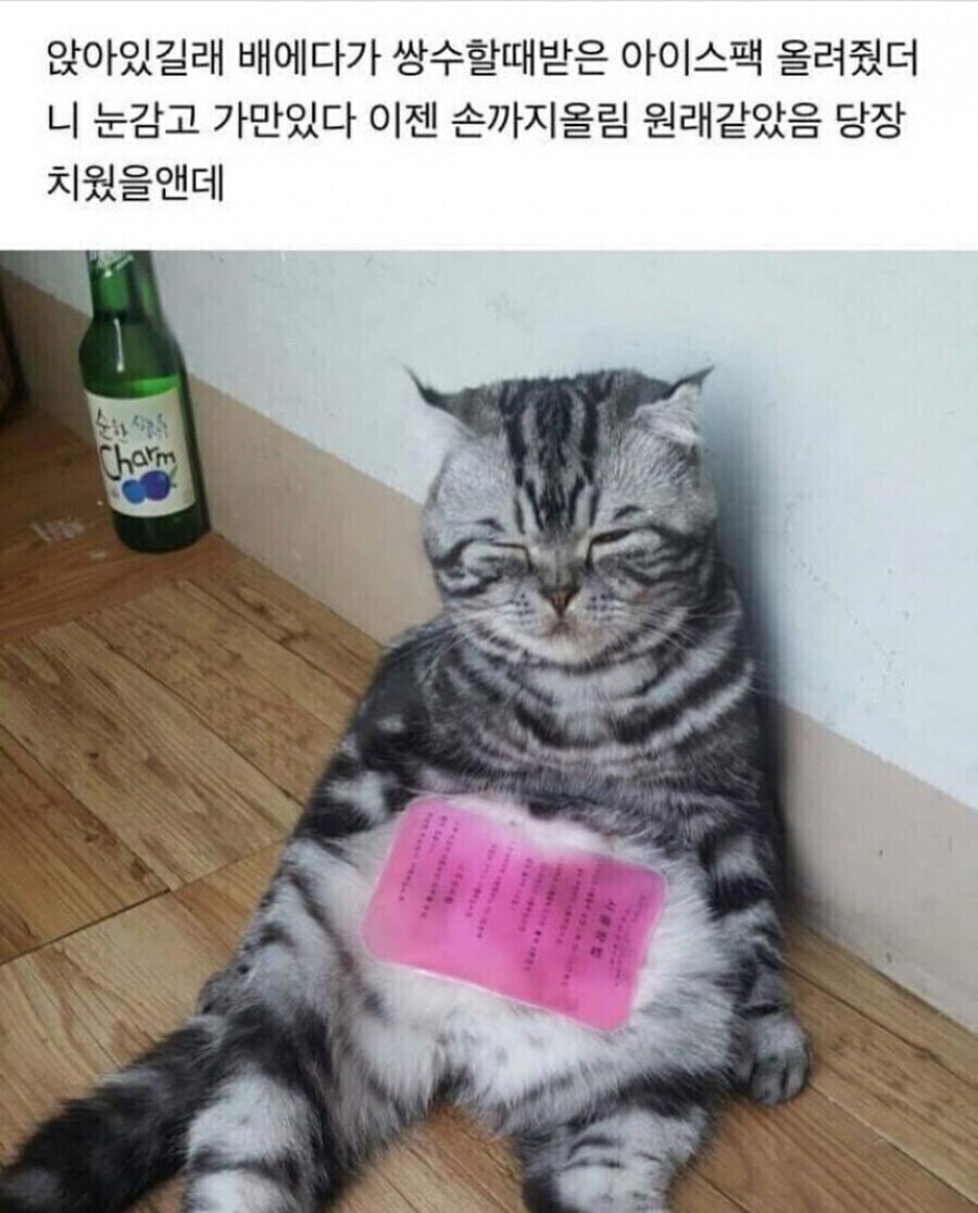 폭염에 아이스팩 사용하는 고양이_1.jpg