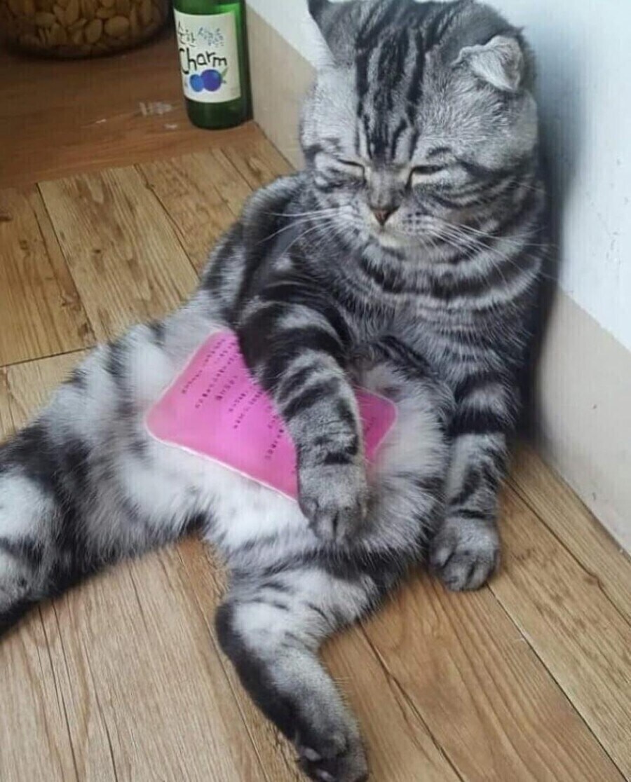 폭염에 아이스팩 사용하는 고양이_2.jpg