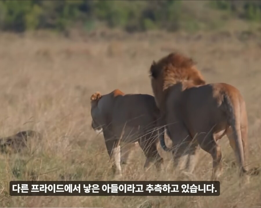 아들한테 권력과 재산을 물려주는건 사람뿐이 아님_2.jpg