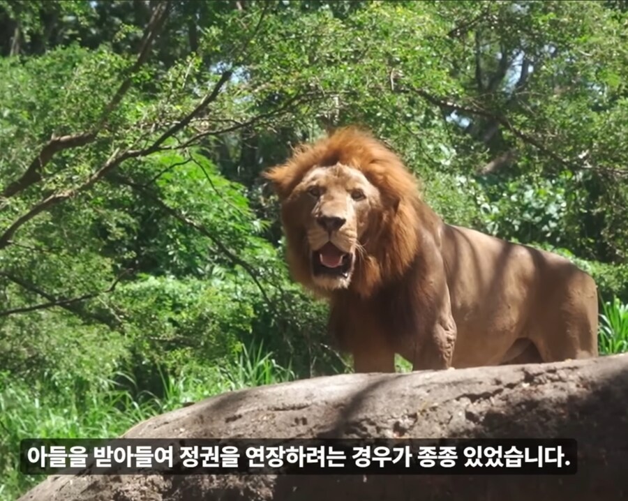 아들한테 권력과 재산을 물려주는건 사람뿐이 아님_4.jpg
