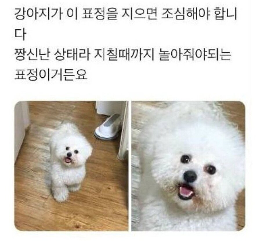 강아지가 이 표정을 지으면 조심해야 합니다.jpg_1.jpg
