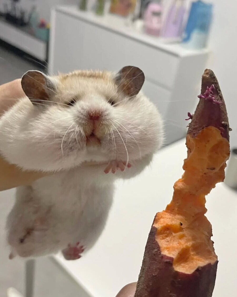 고구마 훔쳐먹다 발각돼 붙잡힌 햄찌.jpg_1.jpg