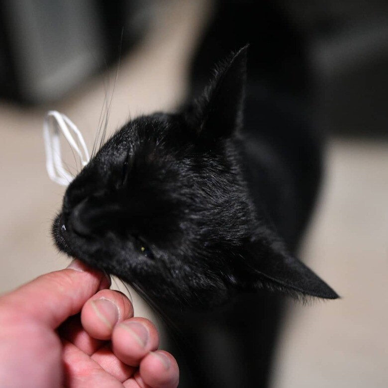인기없는 검은 똥괭이 11_3.jpg