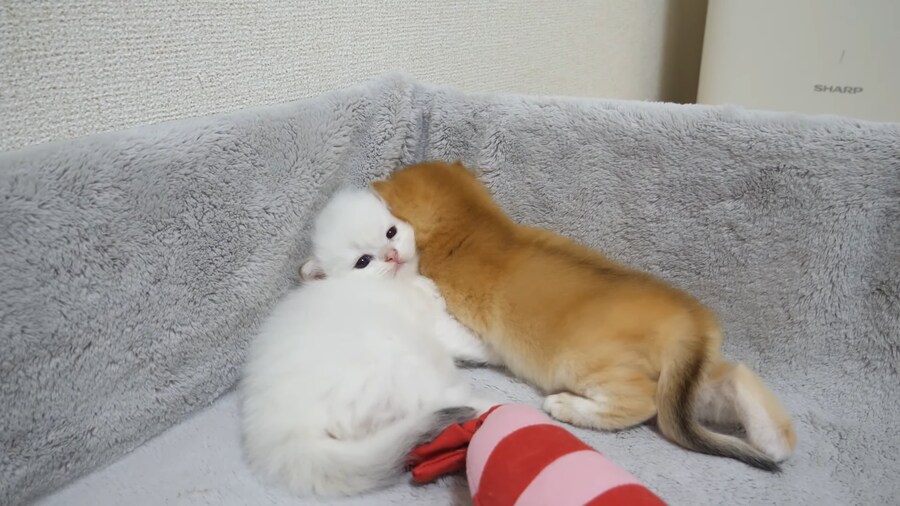 아기고양이 두마리를 같이 키우면 안되는 이유_1.png