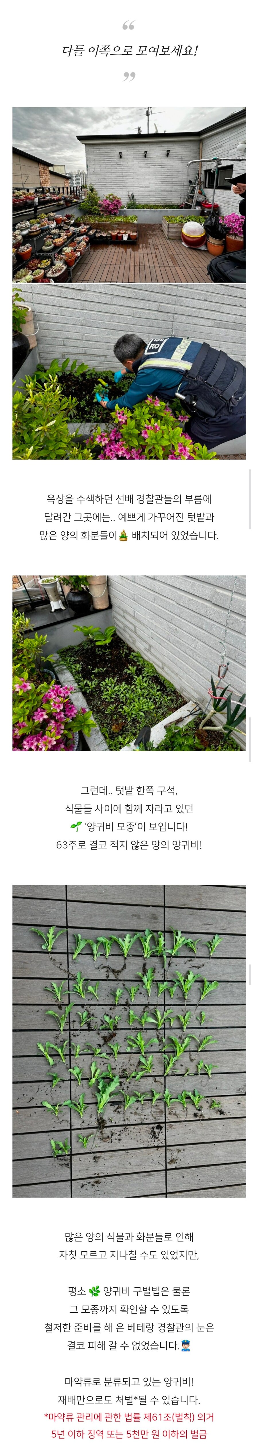 보라색 조명때문에 대마키운다고 오해받은 사람 ㅋㅋ_2.png