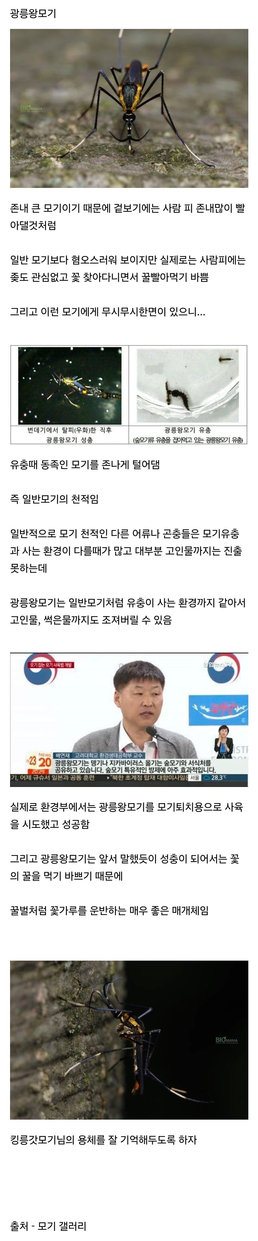 한반도에만 서식한다는 갓 모기.jpg_1.jpg