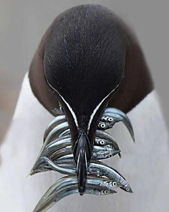 현존하는 가장 간지나는 새.jpg_3.webp