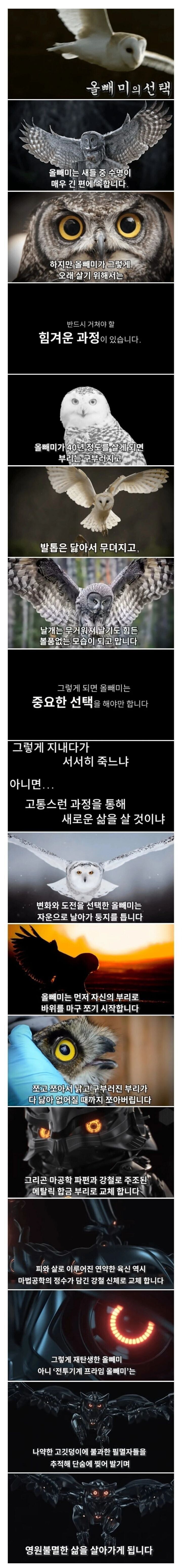 올빼미의 선택.jpg_1.png