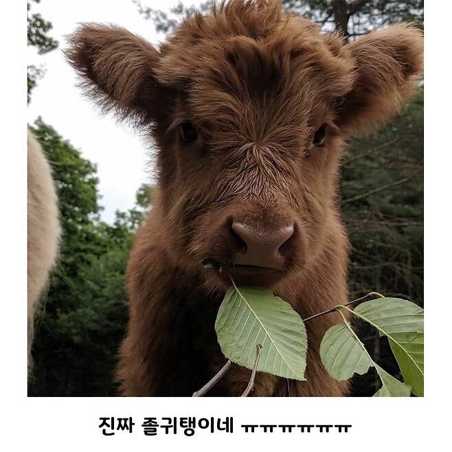 태어난 지 얼마 안 된 귀염둥이 아기소_2.jpg