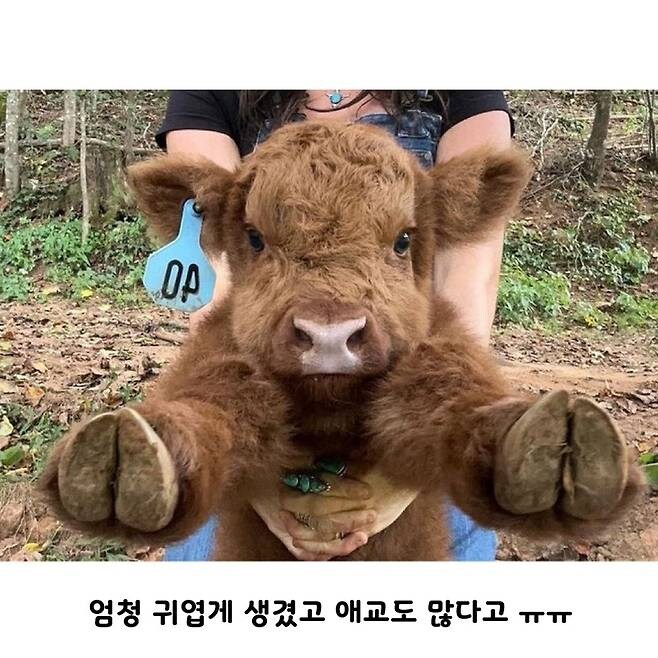 태어난 지 얼마 안 된 귀염둥이 아기소_3.jpg
