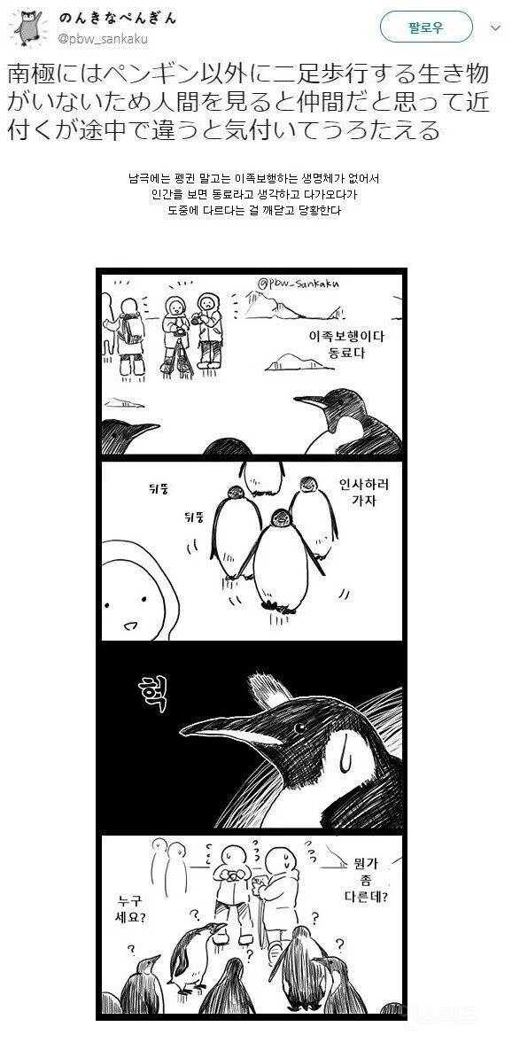 펭귄이 인간을 보면 따라오는 이유_1.jpg