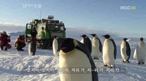 펭귄이 인간을 보면 따라오는 이유_2.jpg