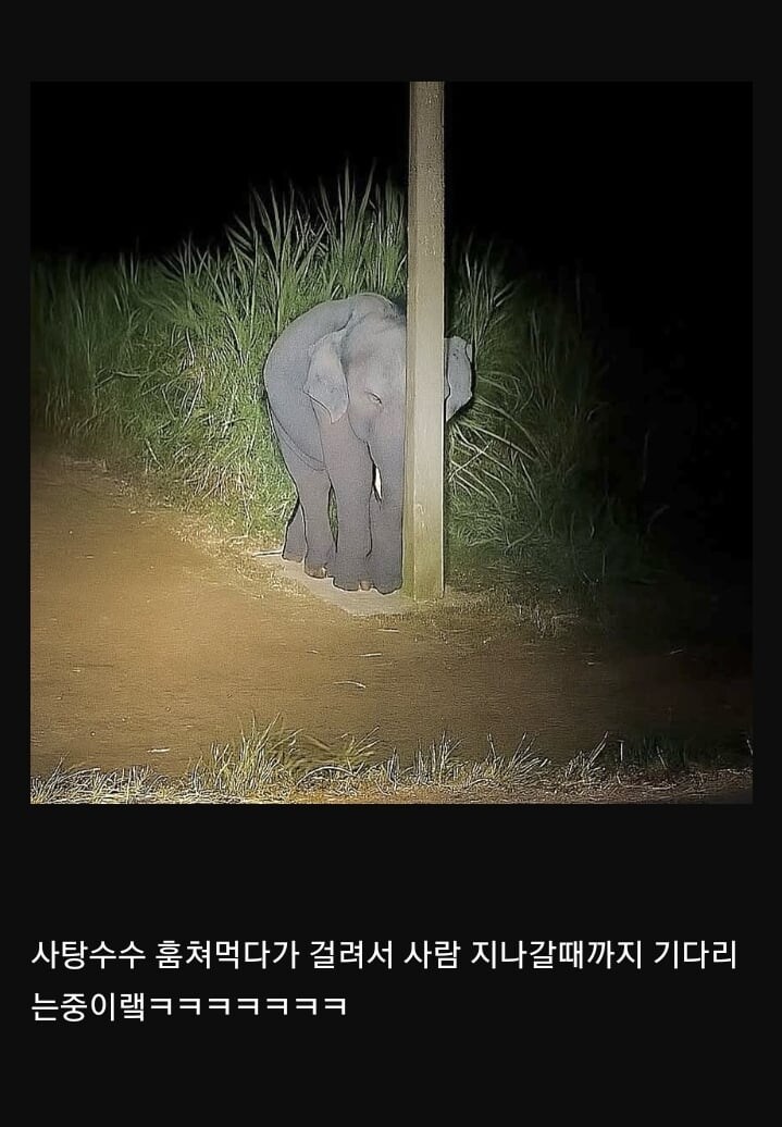 기둥에 가려져서 하나도 안 보이는 아기 코끼리_1.jpg