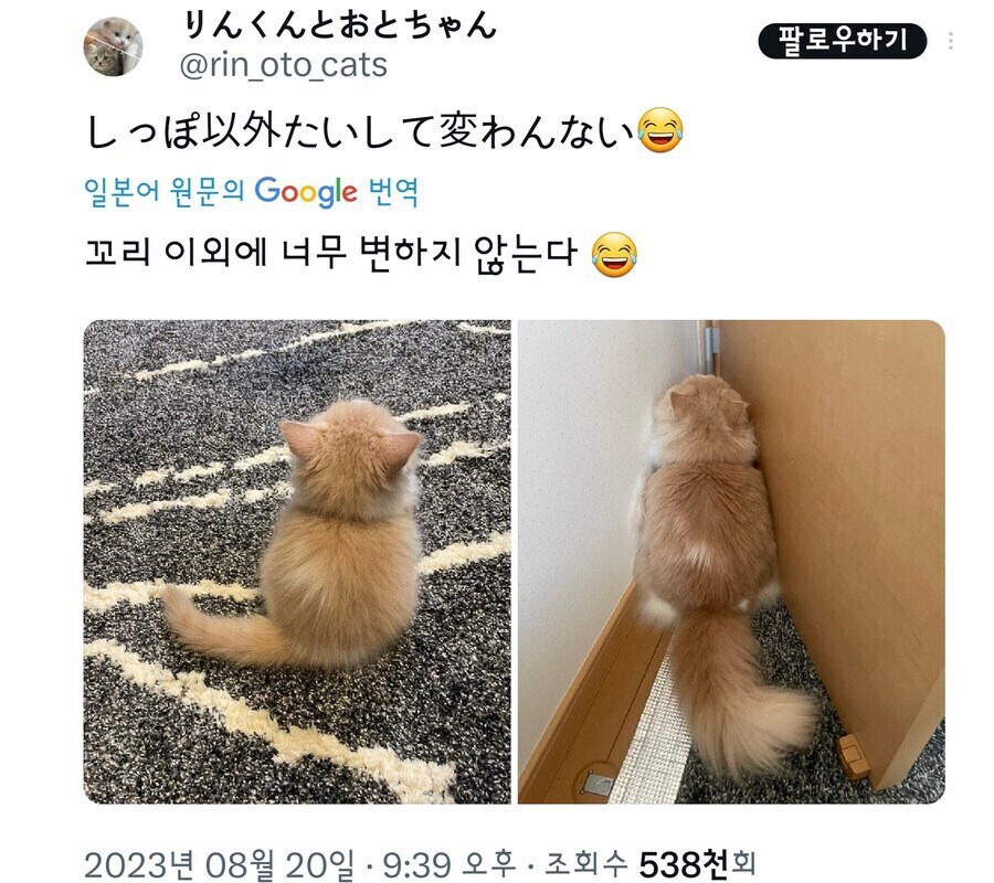 꼬리 이외에 너무 변하지 않는다_1.jpg
