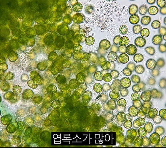 한 때 인류의 희망이라던 미래 식량_8.png
