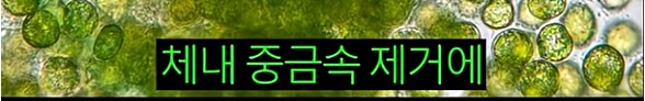 한 때 인류의 희망이라던 미래 식량_9.png
