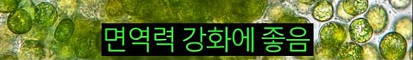 한 때 인류의 희망이라던 미래 식량_11.png