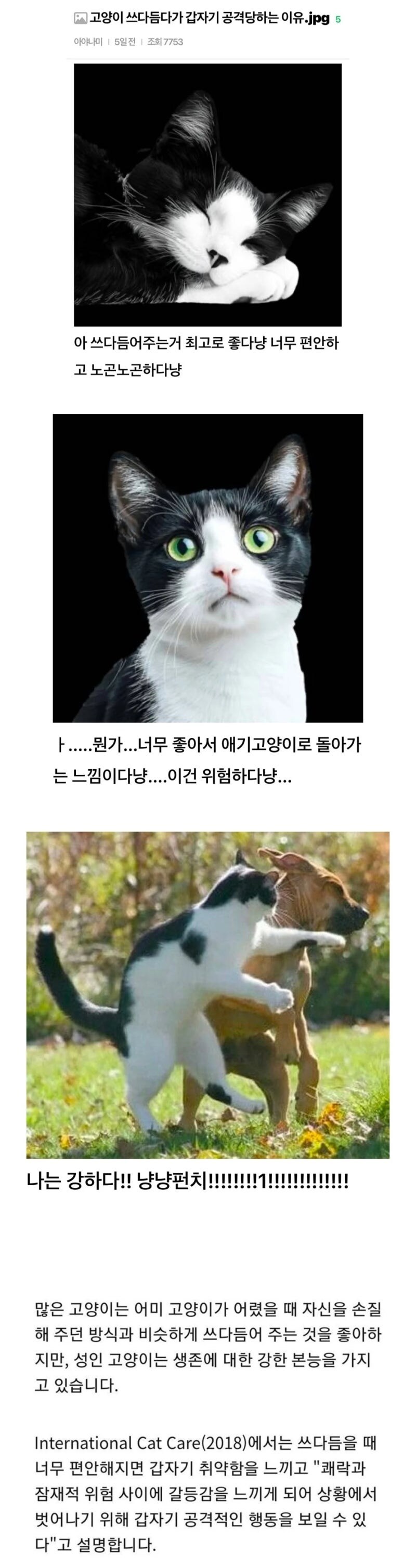 냥냥펀치 시전의 원리.jpg_1.jpg