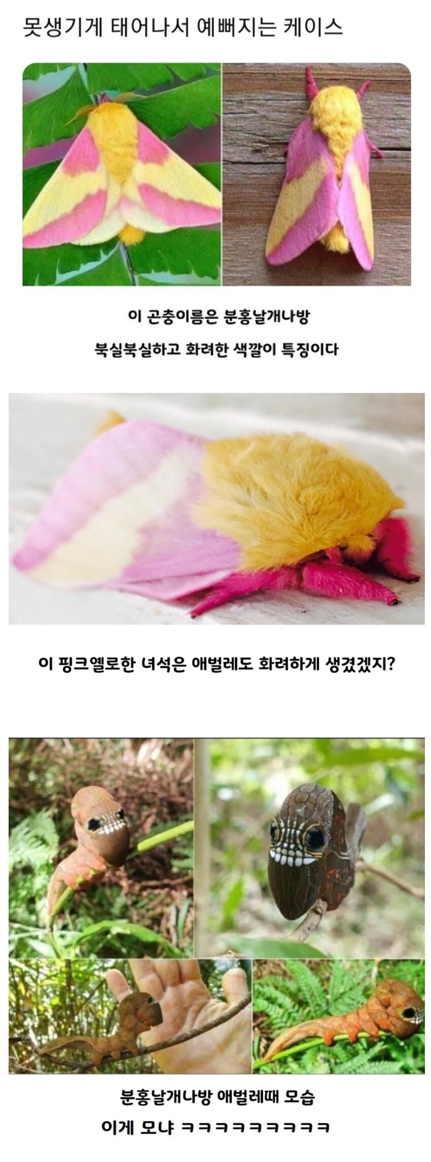 못생기게 태어나서 예뻐지는 케이스_1.png