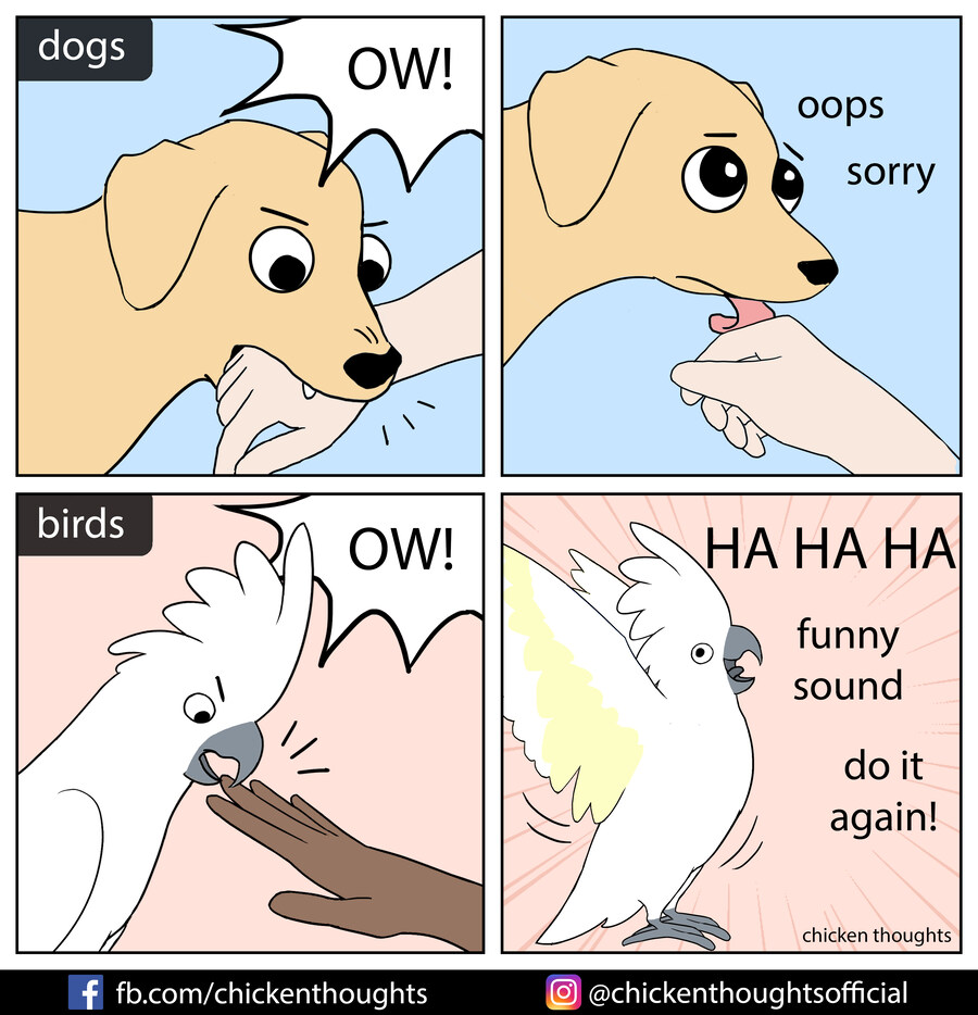 댕댕이와 앵무새의 차이점.Comic_1.jpg