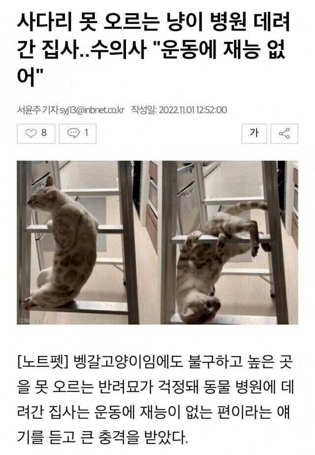 고양이가 걱정돼 동물병원 데려갔더니_1.jpg
