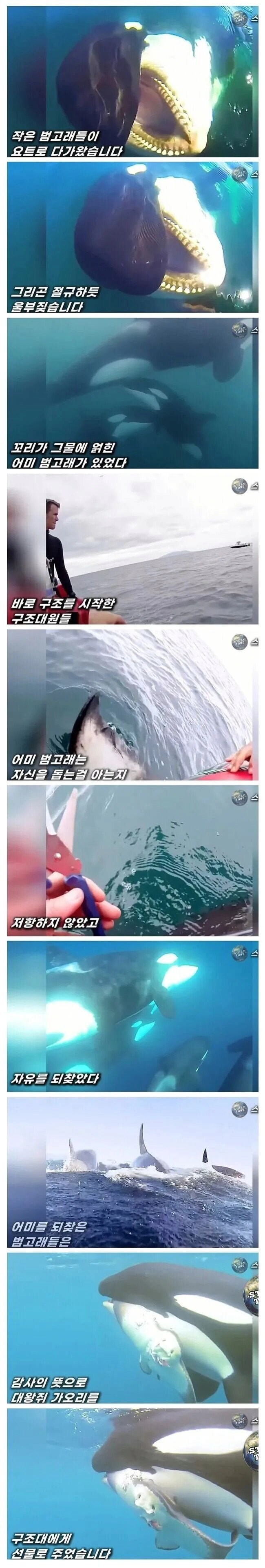 자기를 도와준 구조대원에게 범고래가 주고 간 선물_1.png
