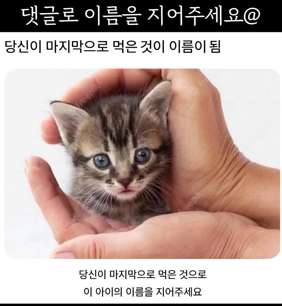 귀여운 아기고양이의 이름을 지어주세요!!_1.jpg