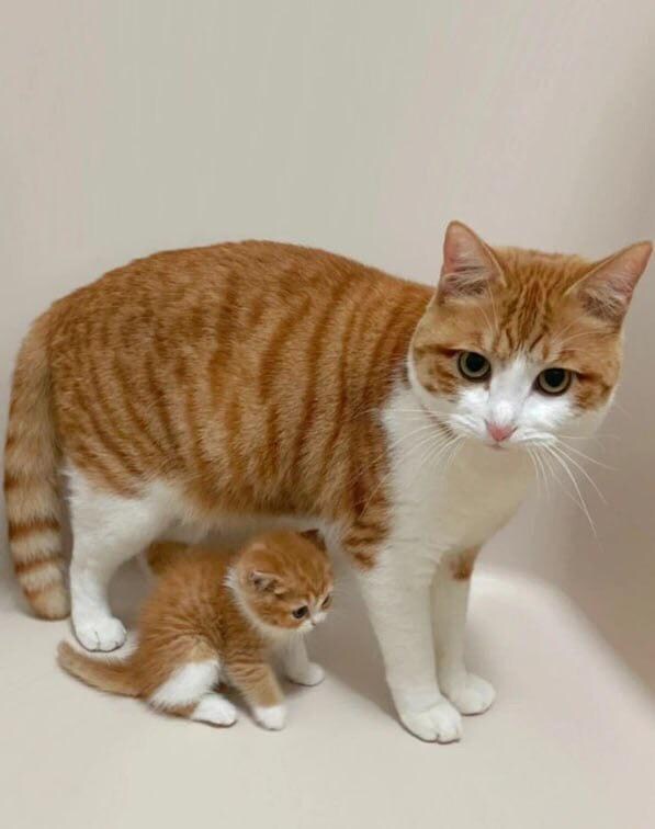고양이와 고양이_1.jpg