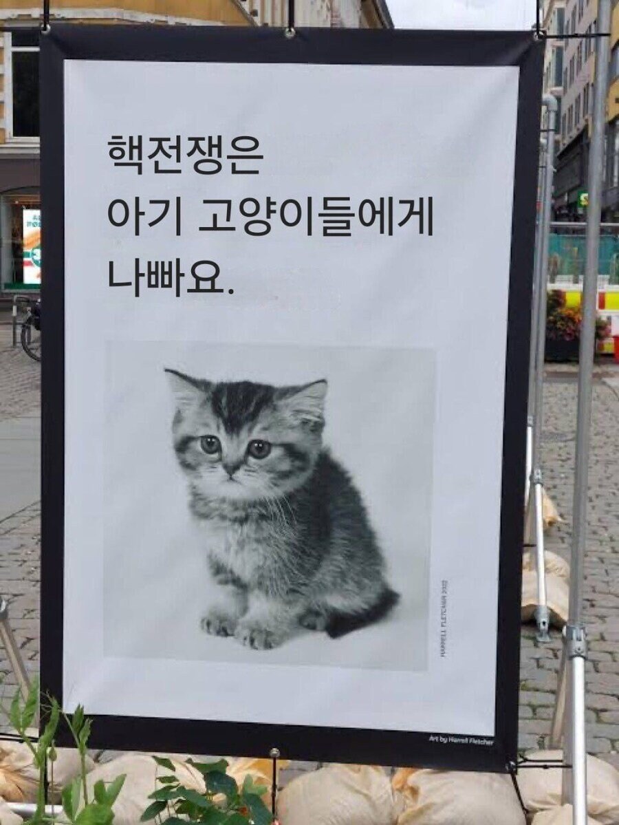 아기고양이에게 나쁜 행동.jpg_1.jpg