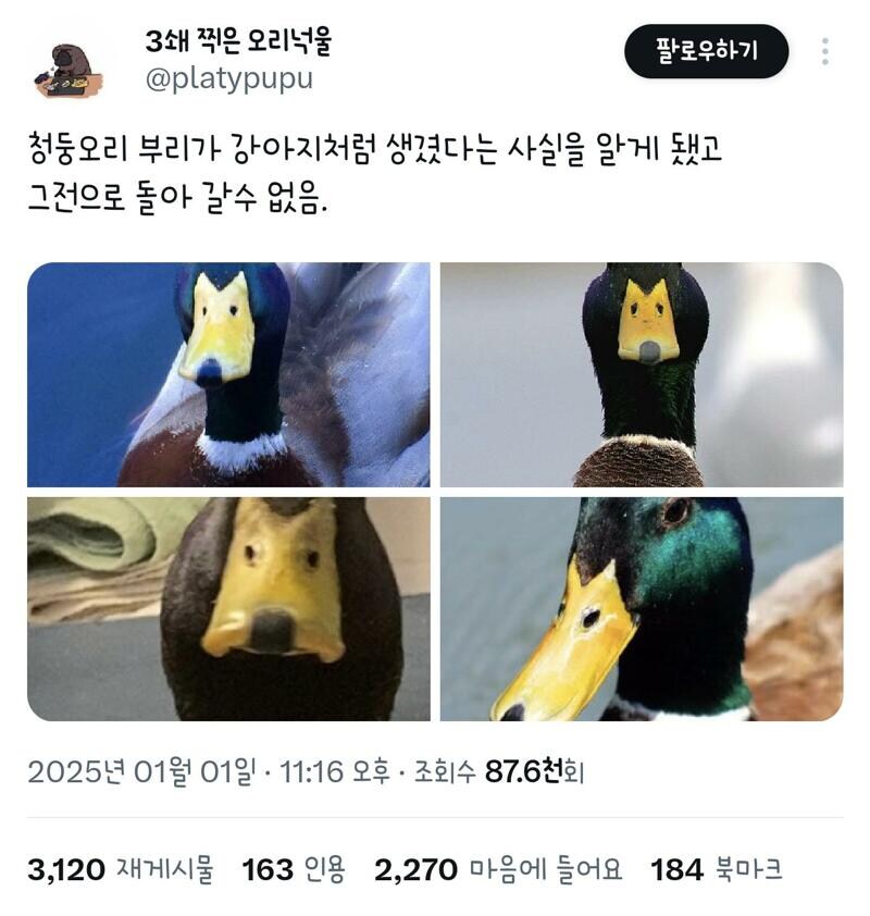 청둥오리 부리가 강아지처럼 생겼다는 사실을 알게 됐고 그전으로 돌아 갈수 없음_1.jpg