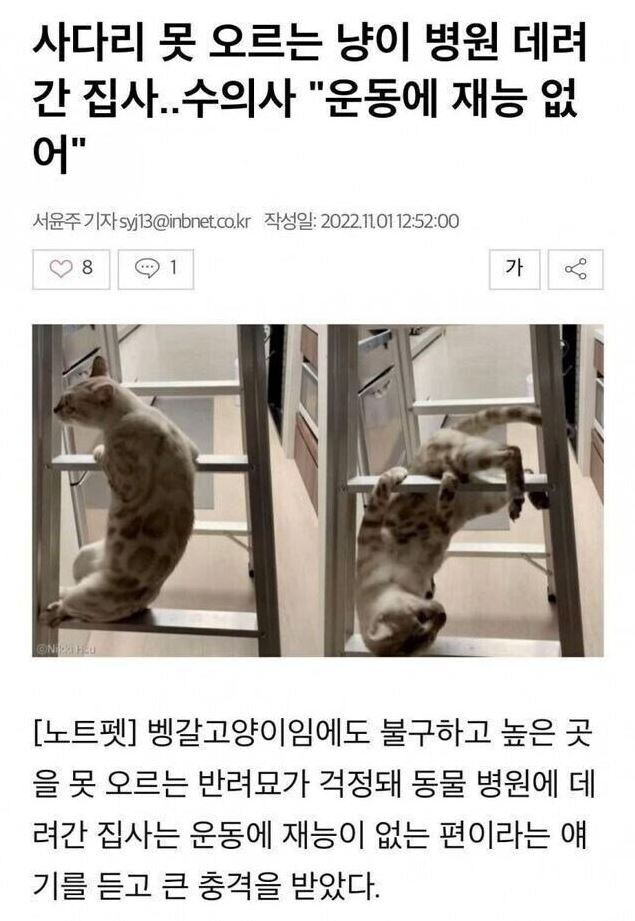 병원에서 가망 없다 진단 받은 우리집 고양이...jpg._1.jpg
