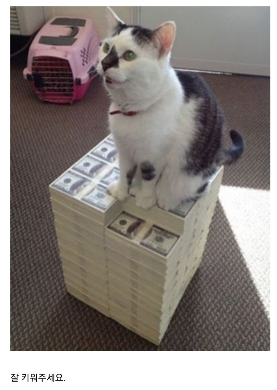 여기 고양이와 200만 달러가 있습니다.jpg_1.jpg
