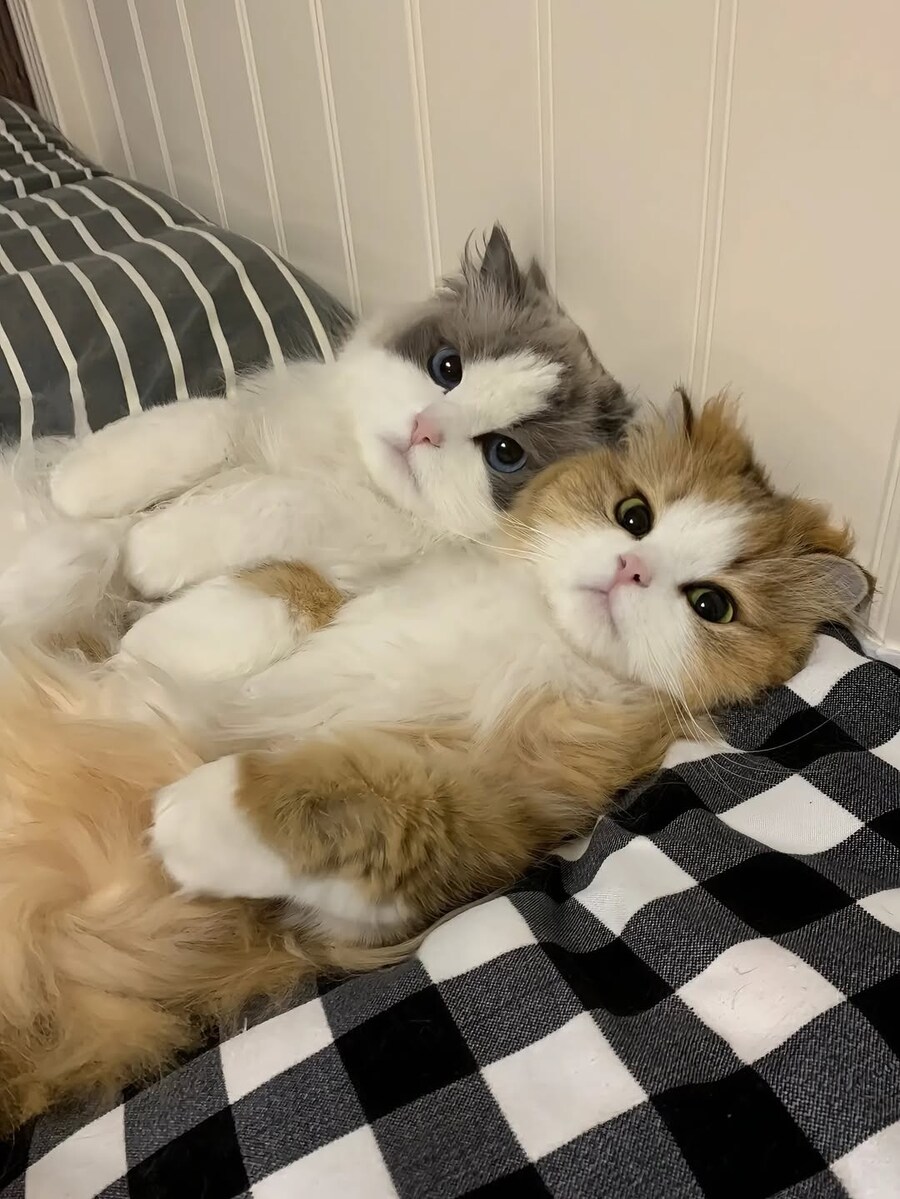 귀요미 냐옹이.._4.jpg