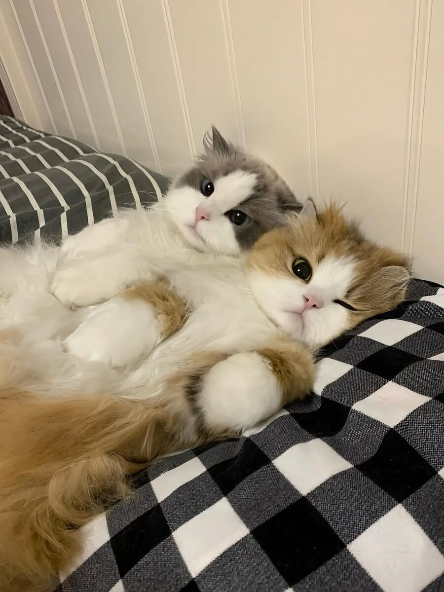귀요미 냐옹이.._5.jpg