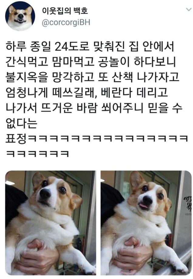 강아지 참교육.JPG_1.png