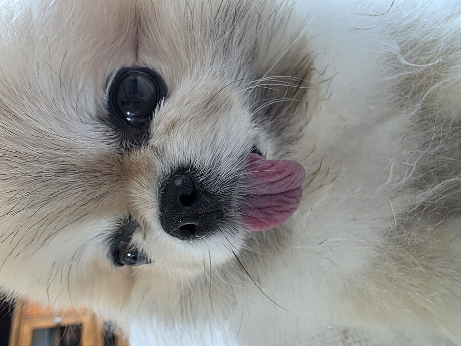 우리집 강아지 보고가_2.jpg